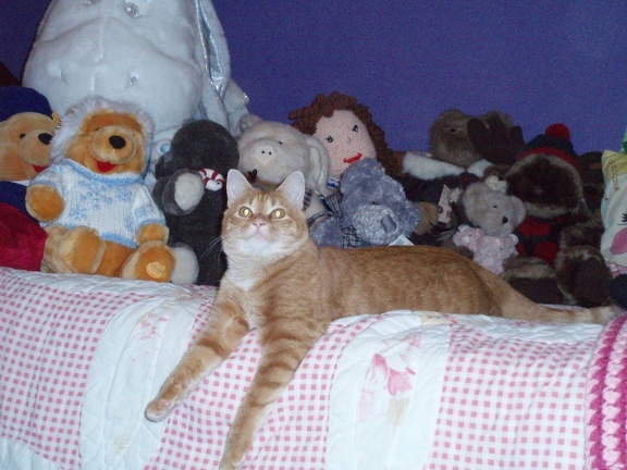 Pumpkin trying to blend in with the stuffed animals